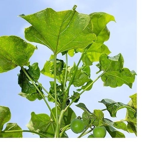 Plant Jatropha Saplings For Cultivation