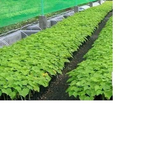 Jatropha Saplings For Cultivation Size: Customized