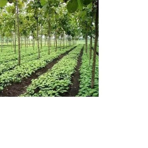 Jatropha Saplings - Customized Size, High Nutritional Content and Yield Ratio | Best in Quality for Optimal Cultivation