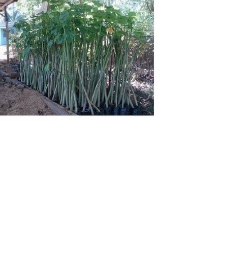 Jatropha Saplings For Cultivation Size: Customized