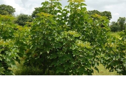 Jatropha Saplings For Cultivation Shelf Life: 6 Months