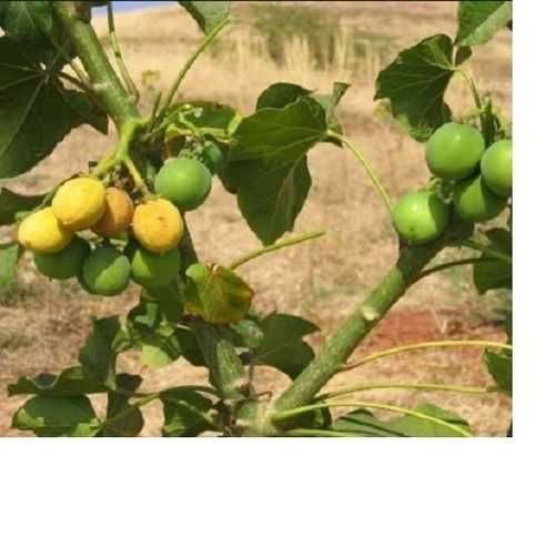 Jatropha Saplings - Customized Size, Drought-Resistant, Medicinal Properties Ideal for Desert Cultivation