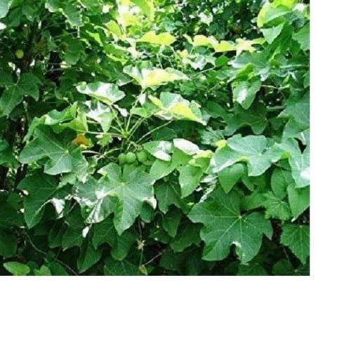 Jatropha Saplings - High Yield Plant Variety, 6-Month Shelf Life for Biodiesel Production