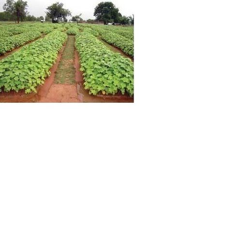 Green Jatropha Saplings For Cultivation