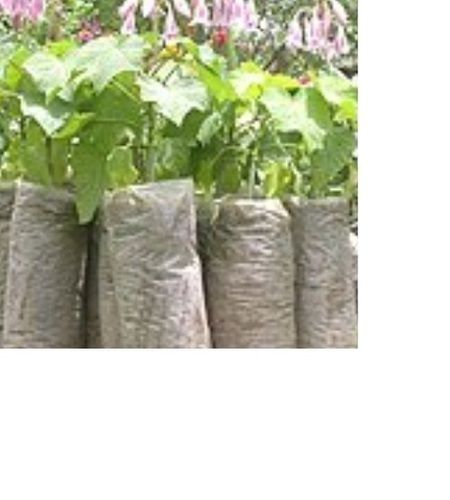Jatropha Saplings For Cultivation