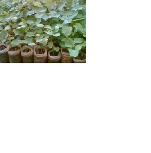 Jatropha Saplings For Cultivation