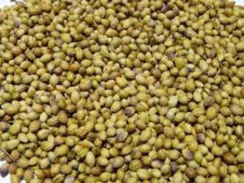 A Grade Coriander Seeds