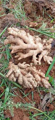 Natural Indian Origin Fresh Ginger