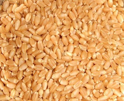 Pure Organic Indian Wheat