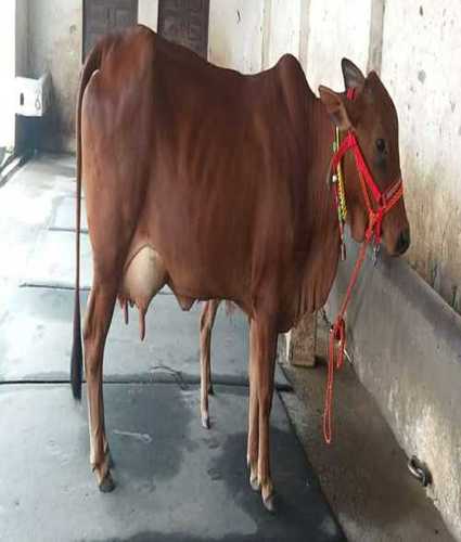 Brown Sahiwal Cow For Dairy