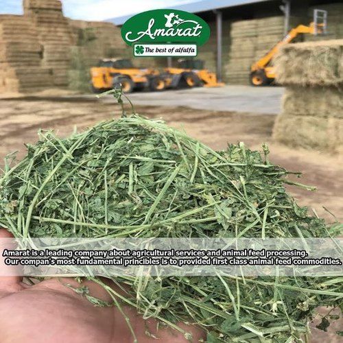Alfalfa Hay For Cattle Feed