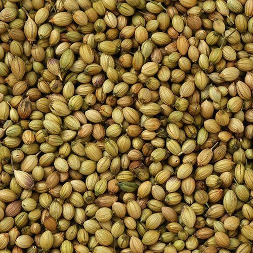 Dried Coriander Seed