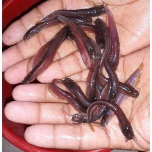 Brown Fresh Singhi Fish Seed For Farming