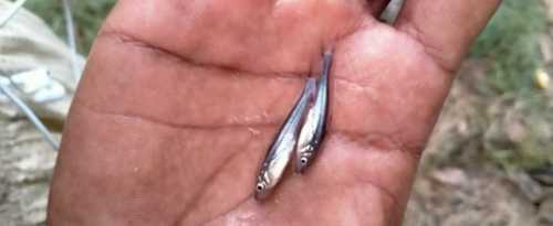 Pangas OR Pangasius Hybrid Fish Seeds