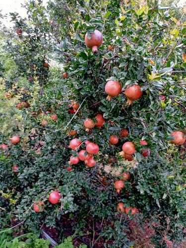 Red A Grade Fresh Pomegranate