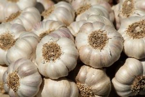 Fresh White Natural Garlic