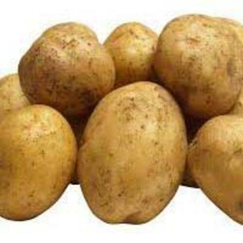 Natural Fresh Potato for Cooking