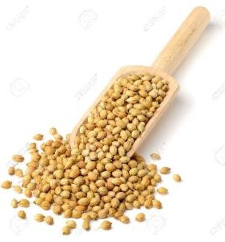 Light Yellow Raw Coriander Seeds For Food