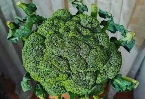 Green Natural Fresh Broccoli Shelf Life: 1-7 Days