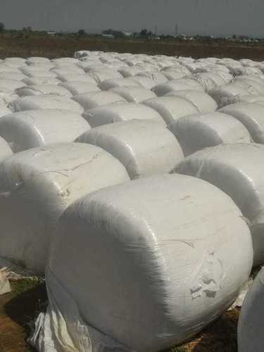 Corn Silage For Cattle Feed Grade: A