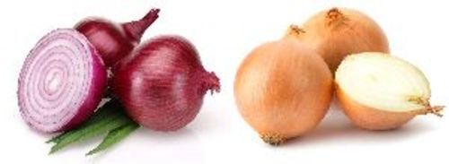 Fresh Organic Onion for Cooking