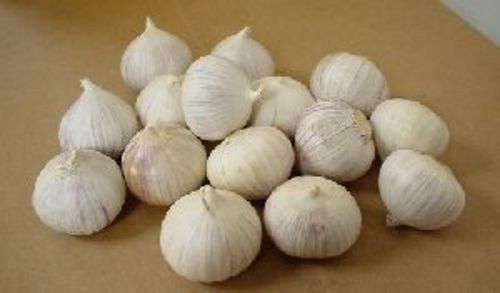 Fresh Solo Garlic For Cooking Preserving Compound: Cool And Dry Place