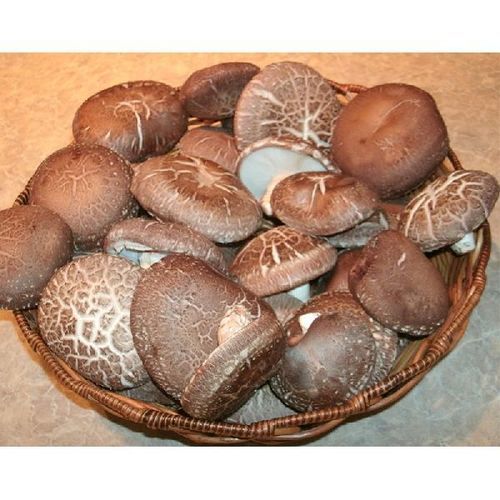 Fresh and Organic Shiitake Mushroom
