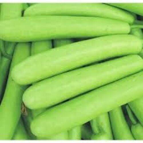 Fresh Bottle Gourd For Cooking Preserving Compound: Cool And Dry Place