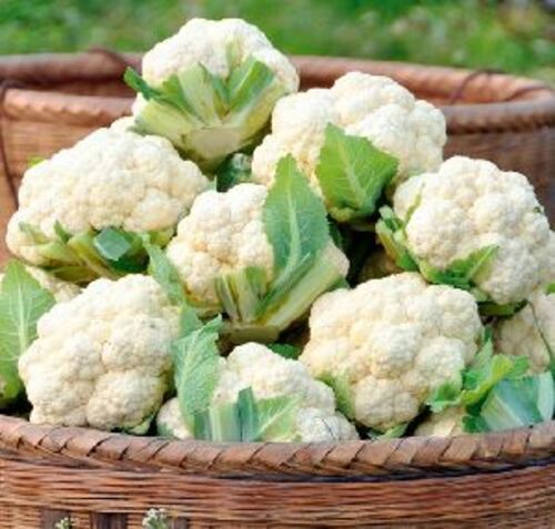 Fresh Green Cauliflower For Cooking Preserving Compound: Cool And Dry Place