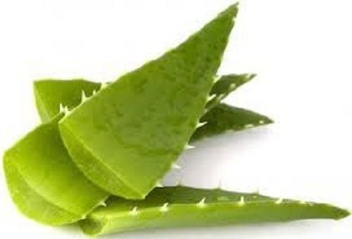 Natural Aloe Vera Leaves