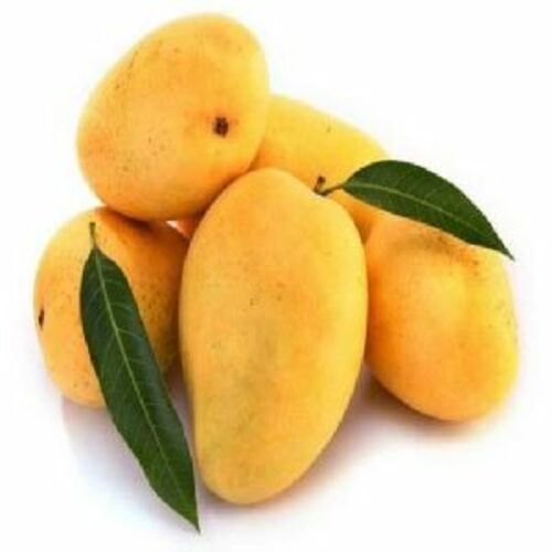 Yellow Fresh Mango Fruits