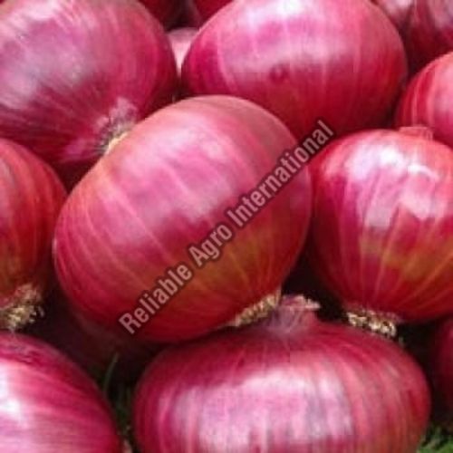 Fresh Red Onion for Cooking