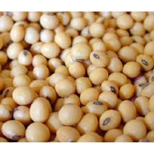 Natural and Organic Soybean Seeds