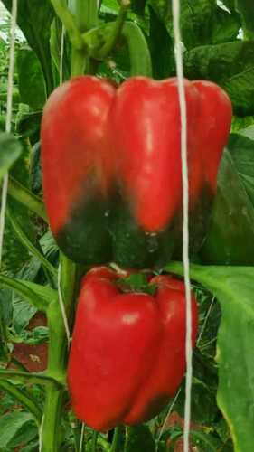 Fresh Red Capsicum Vegetable