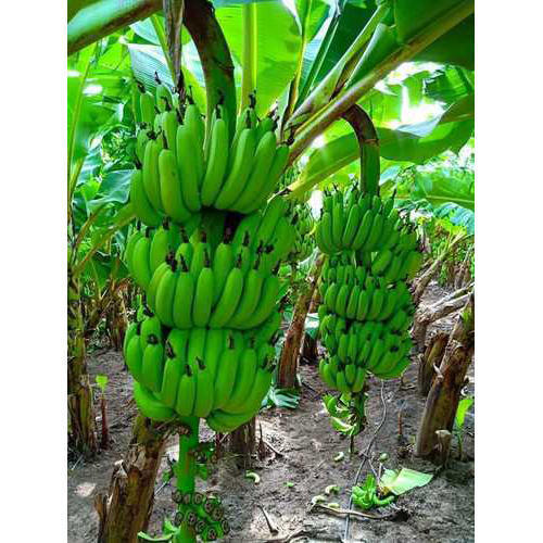 Organic Green Bananas - A Grade, Fresh Healthy Snacks and Juices with No Preservatives