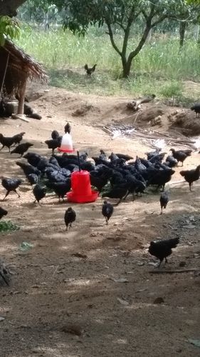 Indian Origin Kadanath Chicken