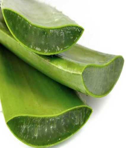 Natural Herbal Aloe Vera Leaf