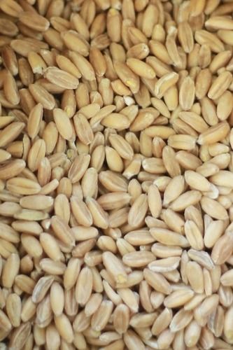 100% Natural Durum Wheat
