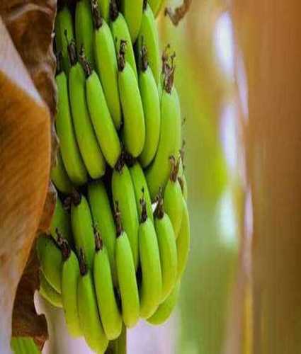 Open Air Fresh Green Banana