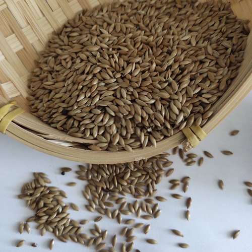 Organic Canary Seeds Grade: A