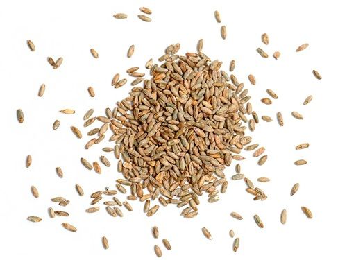 Organic Wheat Grain