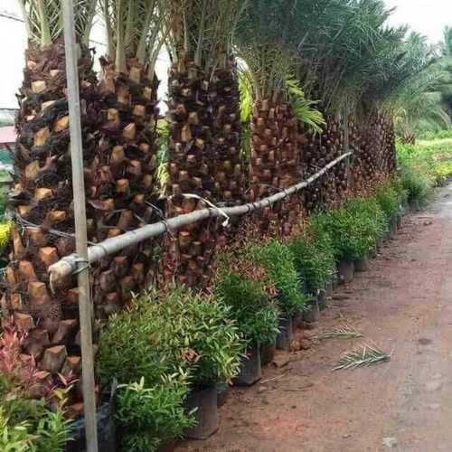 Natural Fresh Date Palm Trees