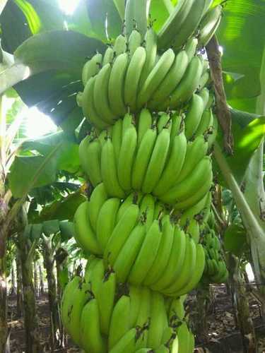 Rich Taste Cavendish Banana