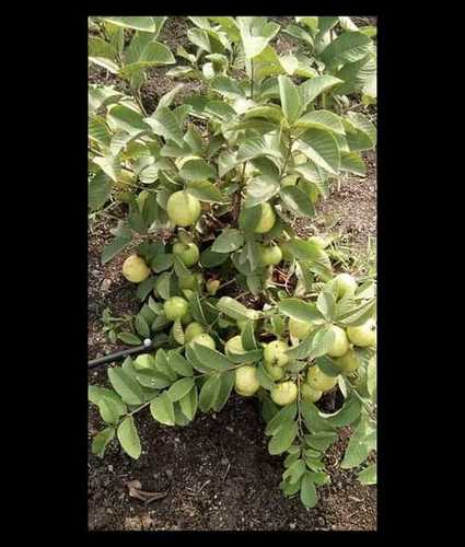 Green Full Sun Exposure Guava Plants