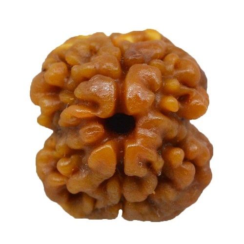 2 Mukhi Rudraksha Nepali