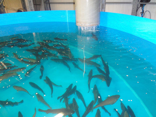 Chlorine Dioxide For Aquaculture Boiling Point: 9.7 A C