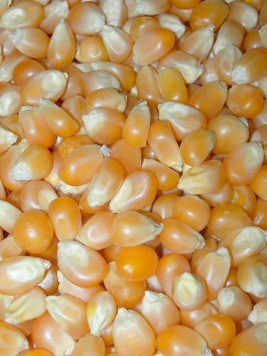 Dried Corn Grains (Maize) Admixture (%): 1