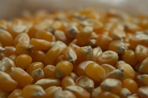 Popcorn Kernels (Maize)