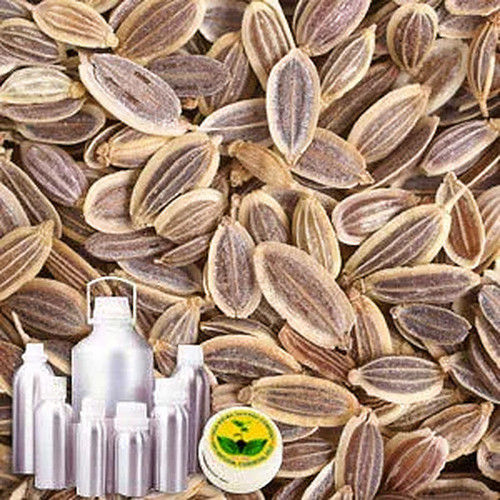 Dill Seed Therapeutic Grade Oil