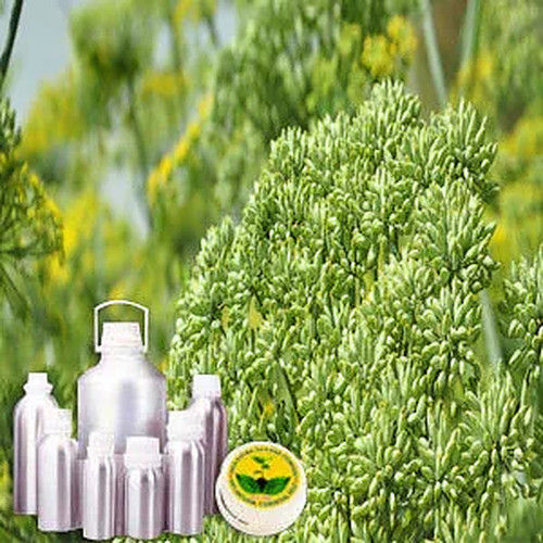 Fennel Therapeutic Grade Oil Cas No: 8006-84-6